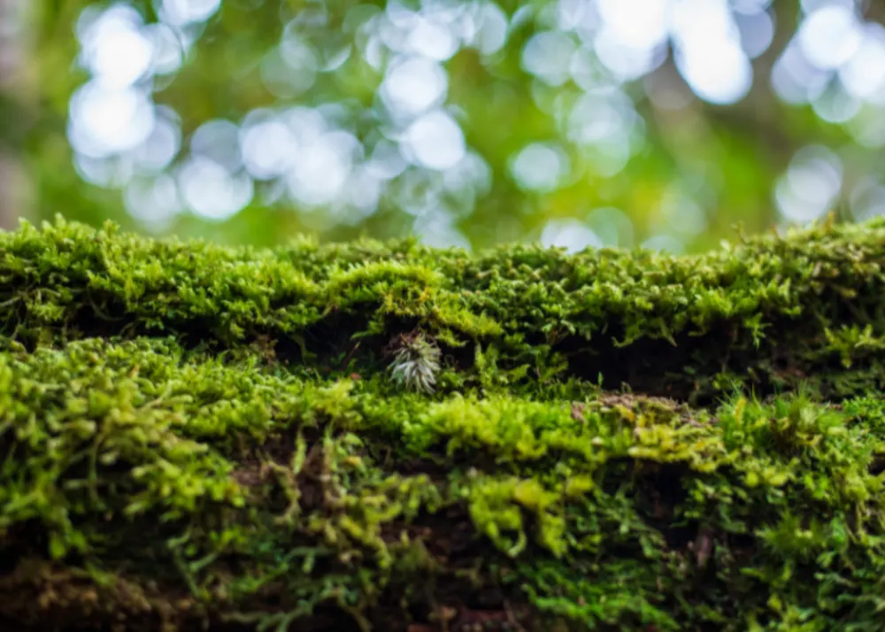 Close-up of moss growing on a roof surface